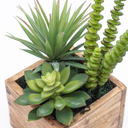 Plantas crasas y cactus