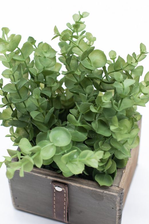 Plantas sin flor. Plantas verdes artificiales.