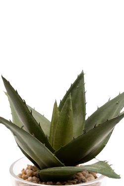 Aloe Vera artificial en vaso de cristal