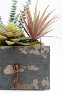 Cajón de madera con plantas crasas y cactus