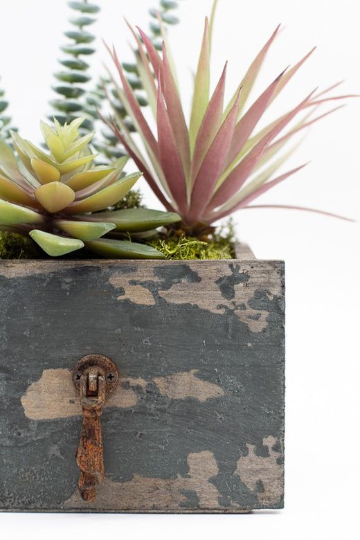 Cajón de madera con plantas crasas y cactus