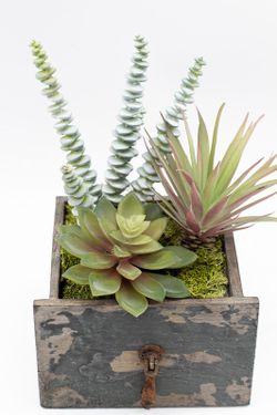 Cajón de madera con plantas crasas y cactus