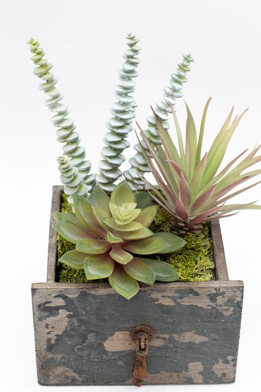 Cajón de madera con plantas crasas y cactus