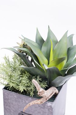 Cajón industrial con planta de Aloe vera.