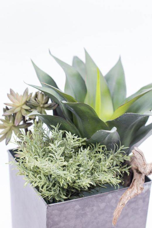 Cajón industrial con planta de Aloe vera.