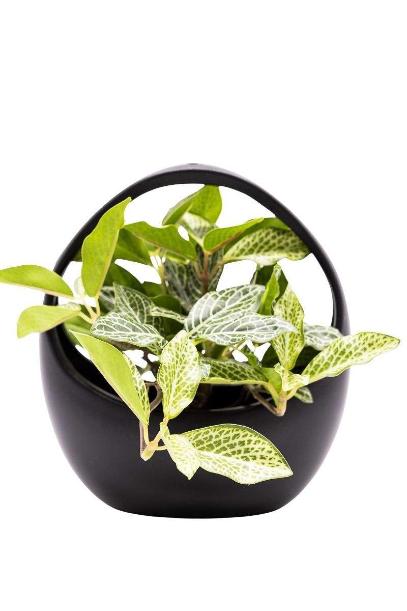 Delicada Fittonia artificial