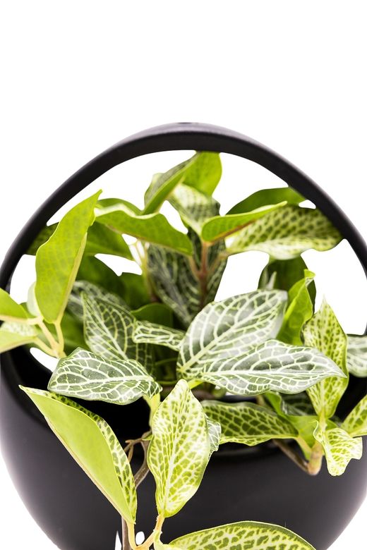Delicada Fittonia artificial