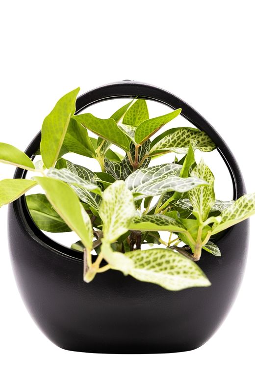 Delicada Fittonia artificial