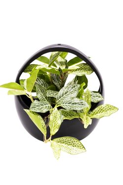 Delicada Fittonia artificial