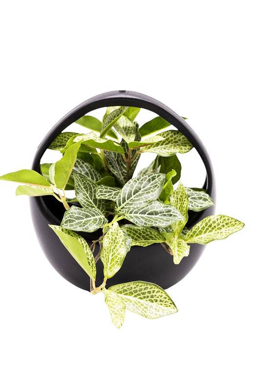 Delicada Fittonia artificial