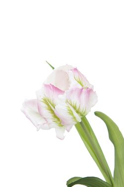 Delicado ramillete de tulipanes artificiales en blanco y rosa