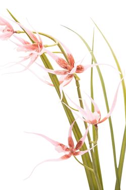 Elegante Orquídea Brassia artificial en color rosa