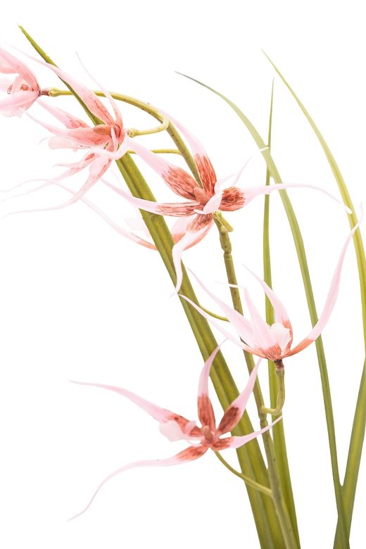 Elegante Orquídea Brassia artificial en color rosa