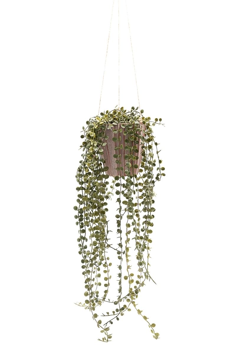 Elegante Peperomia Prostrata colgante artificial