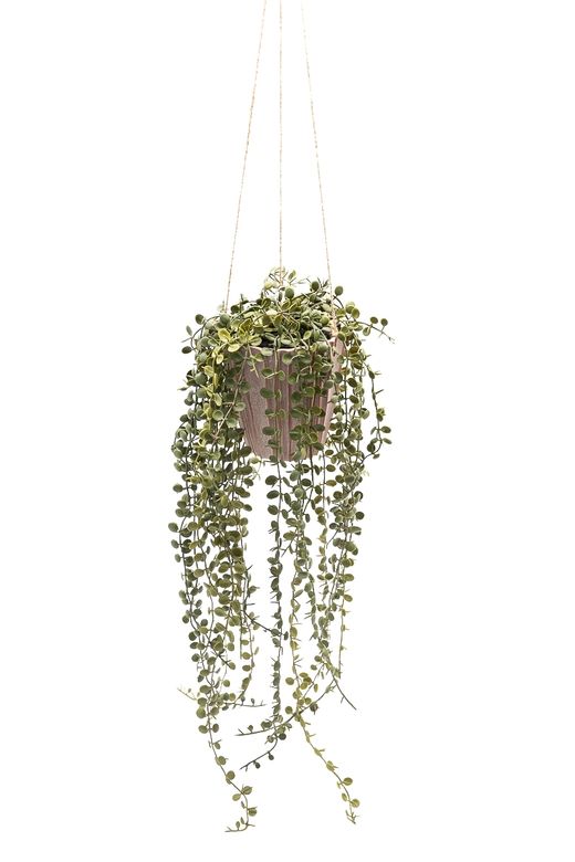 Elegante Peperomia Prostrata colgante artificial