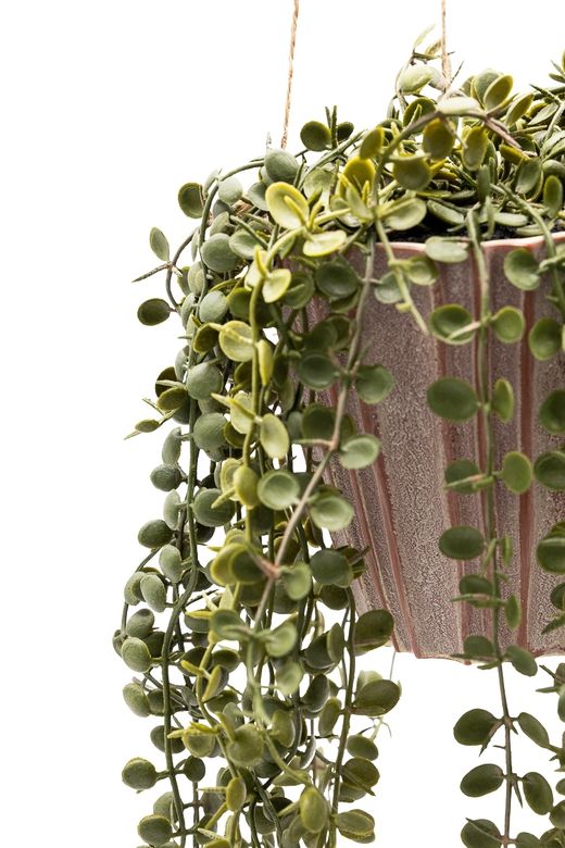 Elegante Peperomia Prostrata colgante artificial