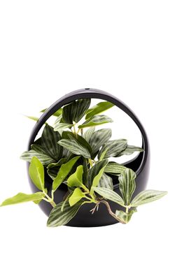 Elegante Peperomia Puteolata artificial