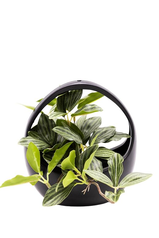 Elegante Peperomia Puteolata artificial