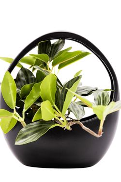 Elegante Peperomia Puteolata artificial