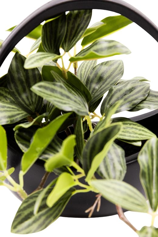 Elegante Peperomia Puteolata artificial