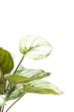 Elegante Photos Satinado artificial