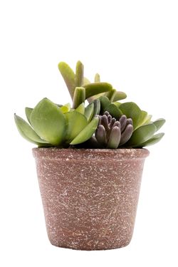 Encantadora composición de suculentas artificiales