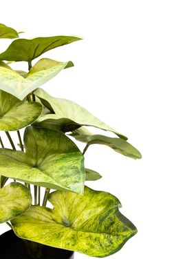 Estilizado Syngoium Artificial