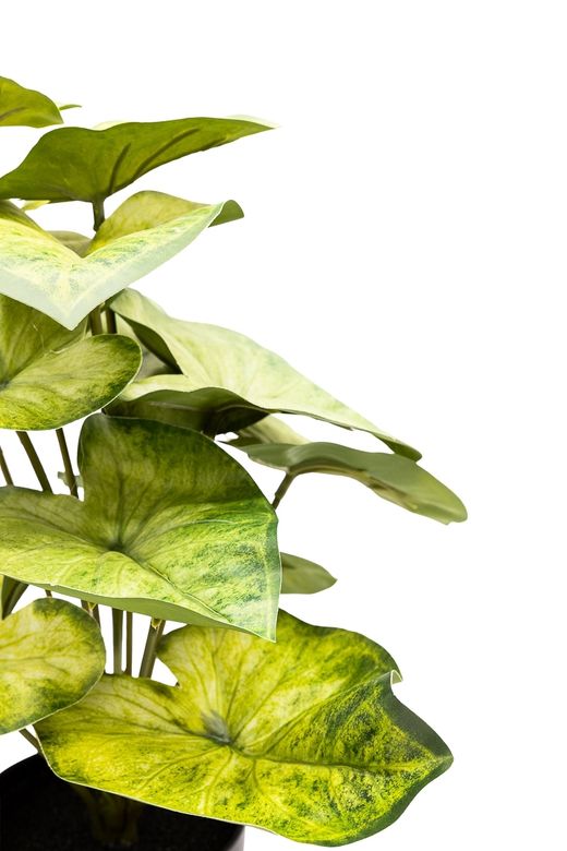 Estilizado Syngoium Artificial