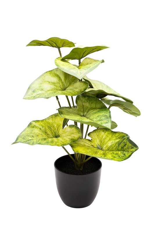 Estilizado Syngoium Artificial