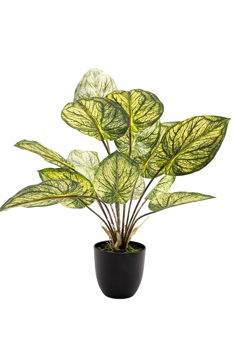 Exótica Caladium artificial