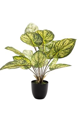 Exótica Caladium artificial