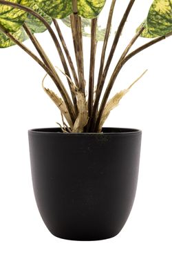 Exótica Caladium artificial