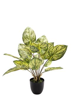 Exótica Caladium artificial