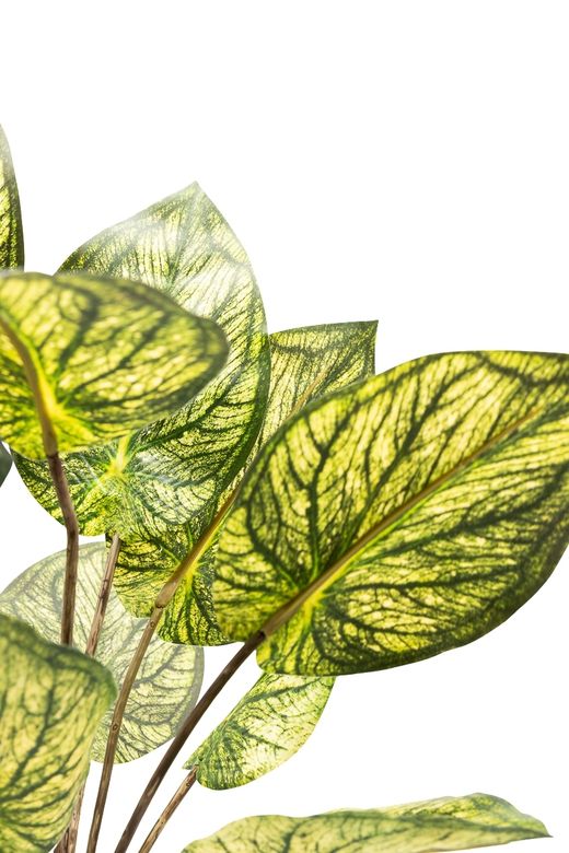 Exótica Caladium artificial