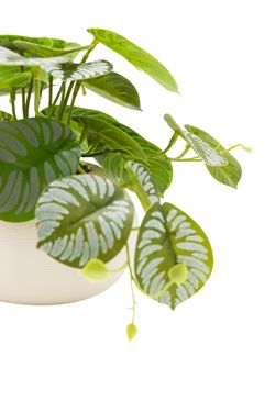 Exótica Calathea artificial