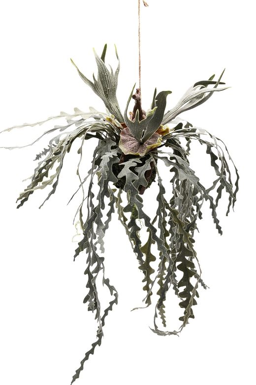 Exótica KoKedama de Helecho Cuerno de Alce artificial