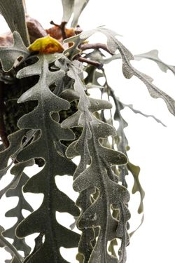 Exótica Coquedama de Heledho Cuerno de Alce artificial