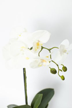 Flor de orquídea blanca en maceta