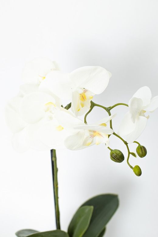 Flor de orquídea blanca en maceta