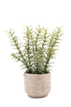 Fragante Tomillo artificial