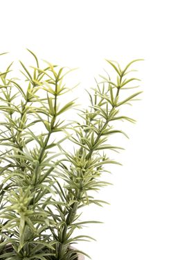 Fragante Tomillo artificial