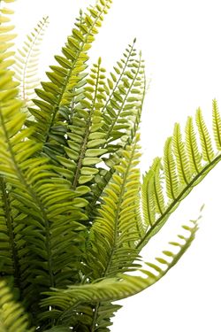 Frondoso Helecho grande artificial