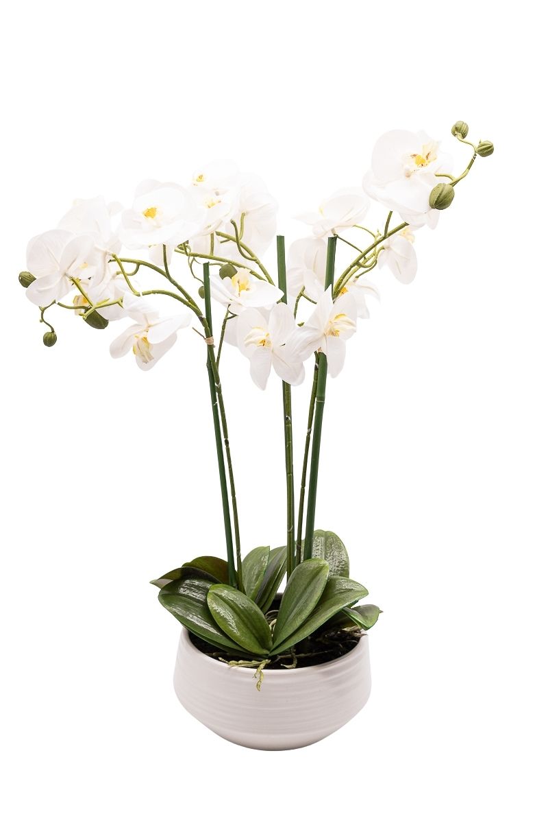 Imponente Orquídea Phalaenopsis blanca arificial