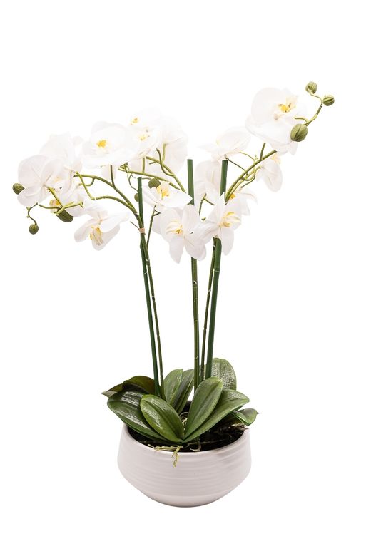 Imponente Orquídea Phalaenopsis blanca arificial
