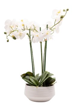 Imponente Orquídea Phalaenopsis blanca arificial