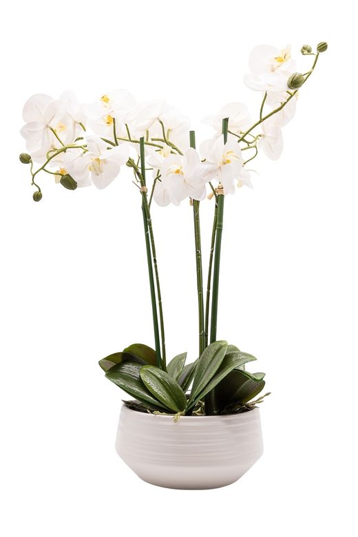 Imponente Orquídea Phalaenopsis blanca arificial