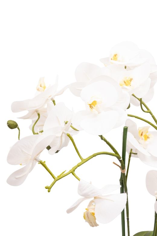 Imponente Orquídea Phalaenopsis blanca arificial