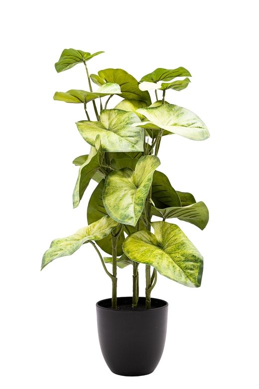 Imponente Syngonium artificial