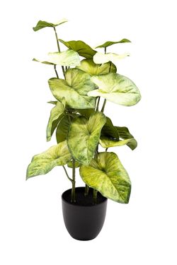 Imponente Syngonium artificial