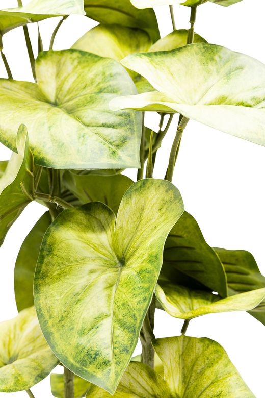 Imponente Syngonium artificial